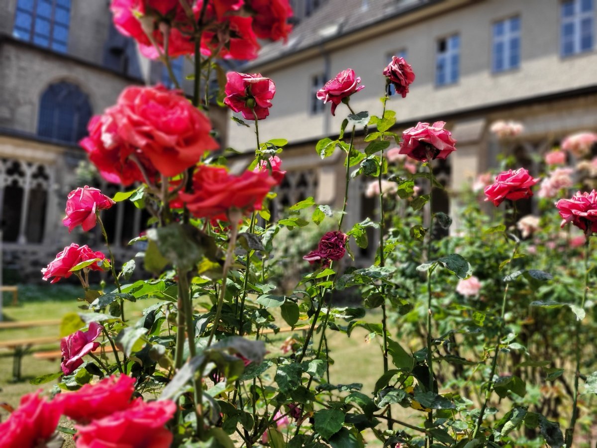 Rosen im Kreuzgang an St. Severin (c) Elisabeth Wessel