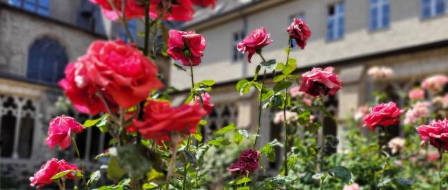 Rosen im Kreuzgang an St. Severin