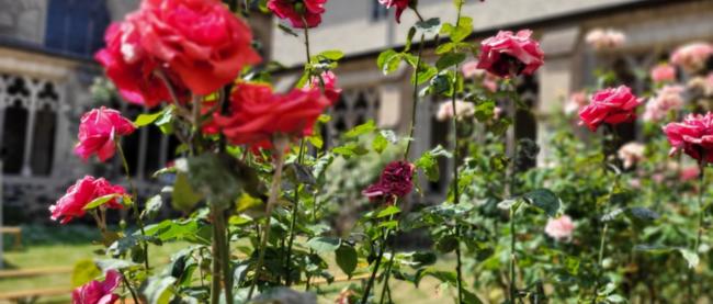 Rosen im Kreuzgang an St. Severin
