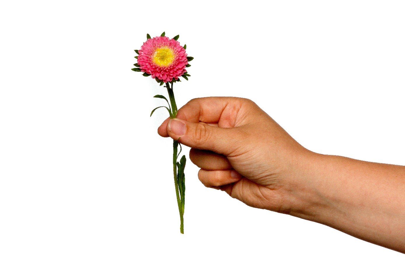 Hand mit Blume (c) SilviaBins